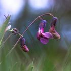 "Die platte Erbse im Frühling"