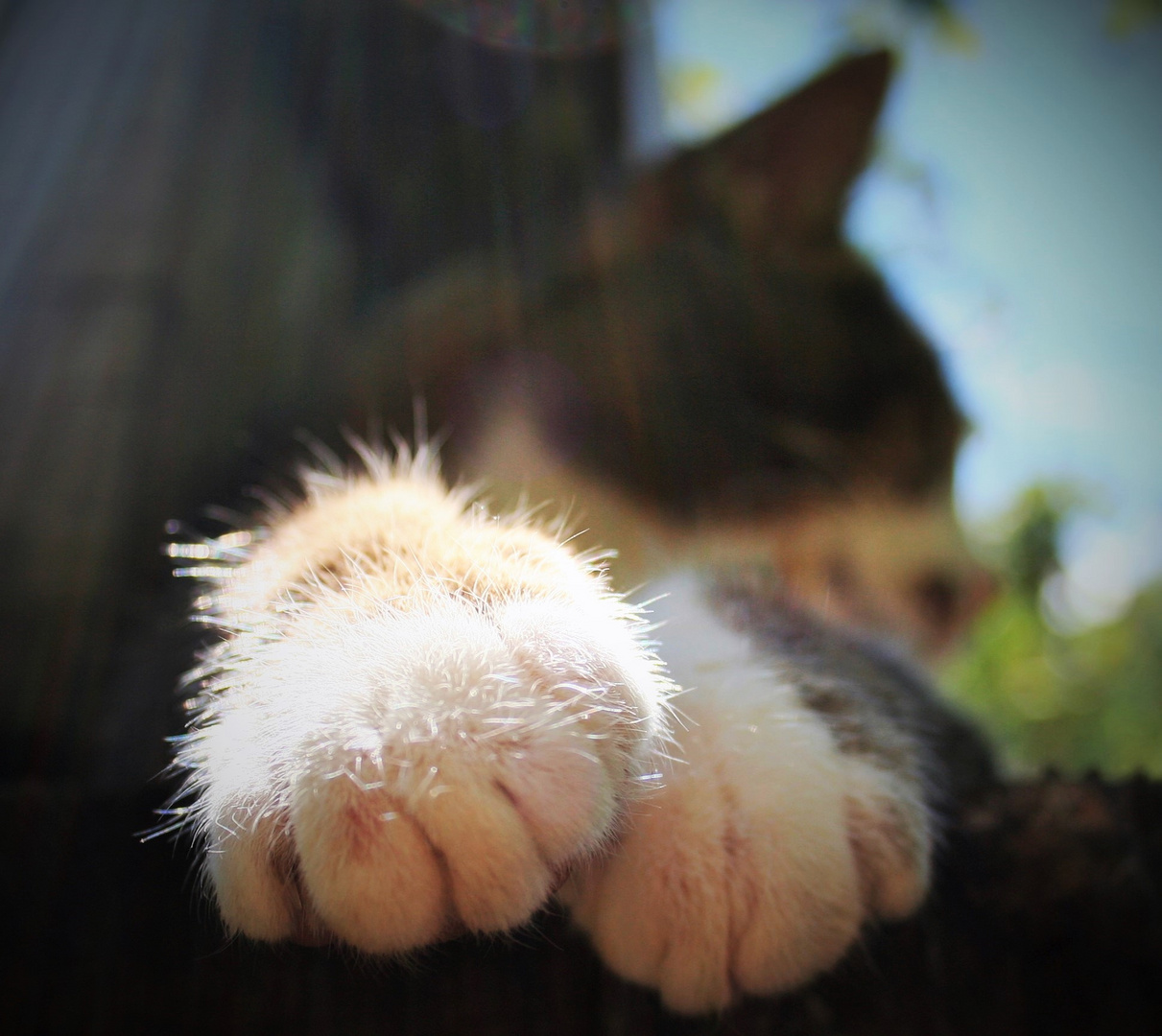 die Plüsch-Pfötchen von meinem Kater Gepetto