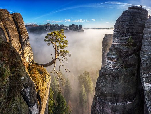 die pölking kiefer ......