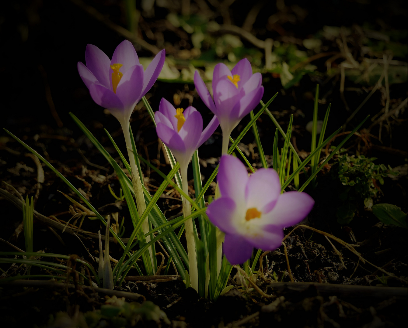 Die Poesie des Frühlings.