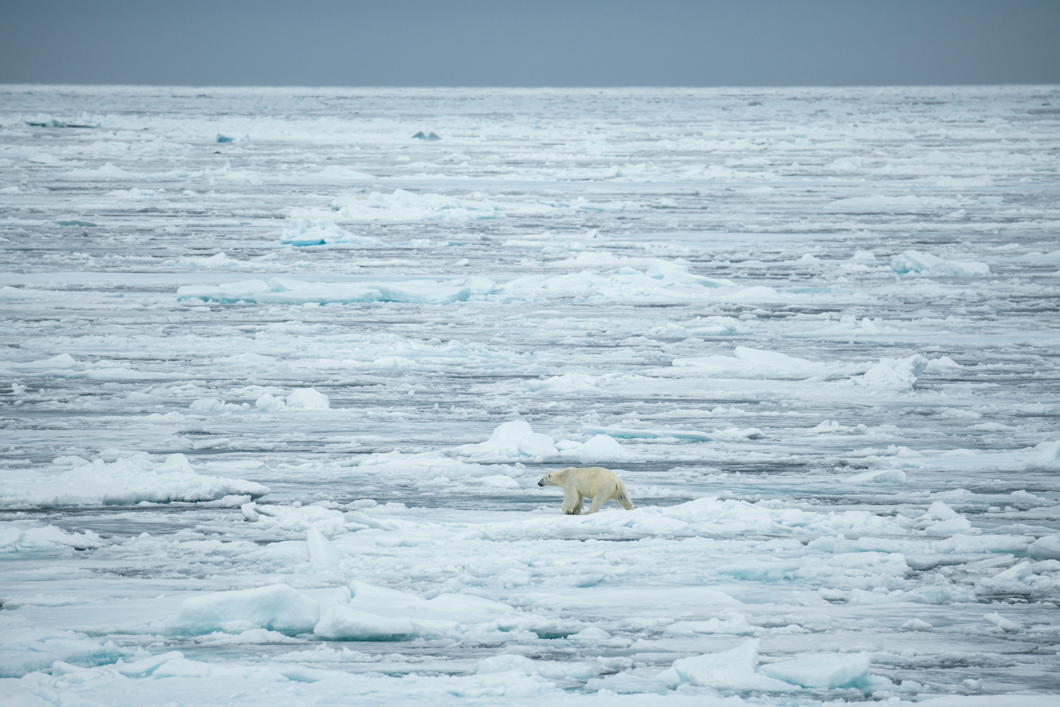 die Polarstern sticht in See... INFO zu Arktisexpedition