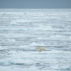 die Polarstern sticht in See... INFO zu Arktisexpedition