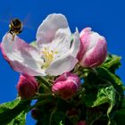 Die Pollen fliegen