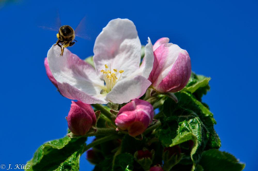 Die Pollen fliegen