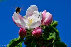 Die Pollen fliegen