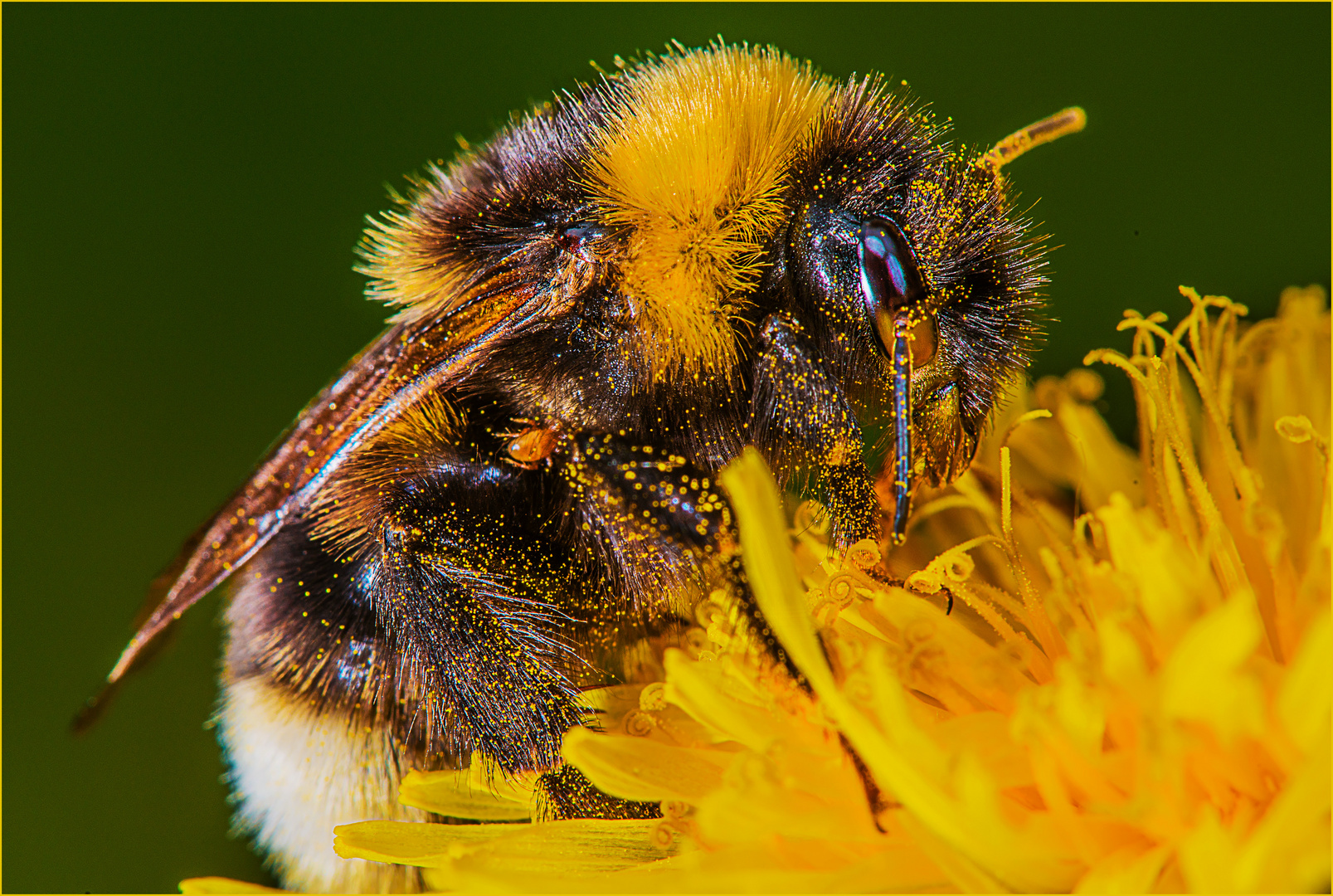 Die Pollen- Königin