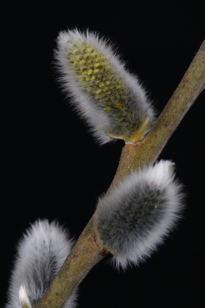 Die Pollen kommen