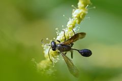 Die Pollen schmecken.