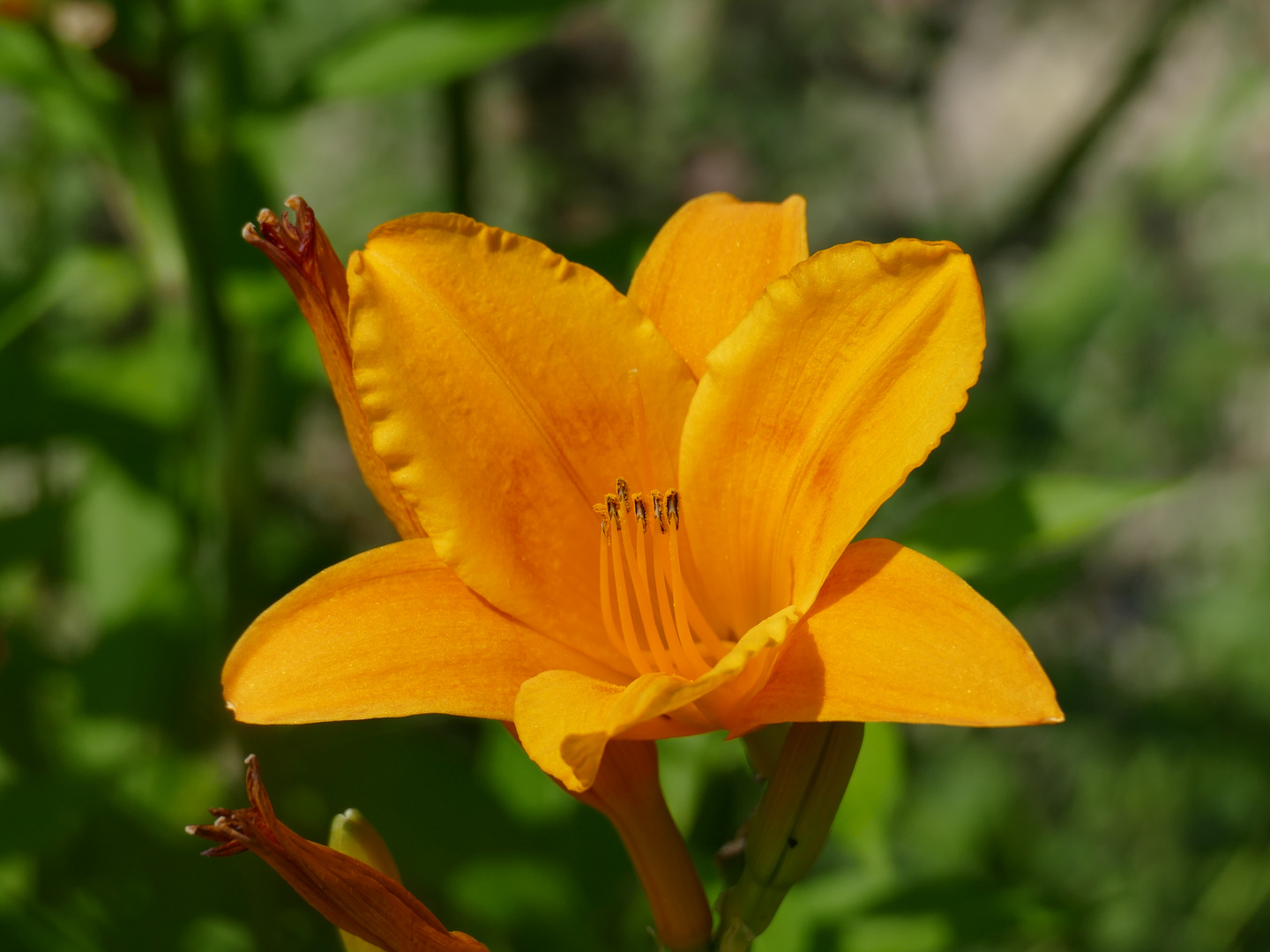 Die Pollen sind bereit für die Abholung