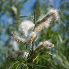 Die Pollensaison ist eröffnet