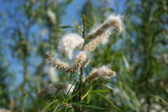 Die Pollensaison ist eröffnet