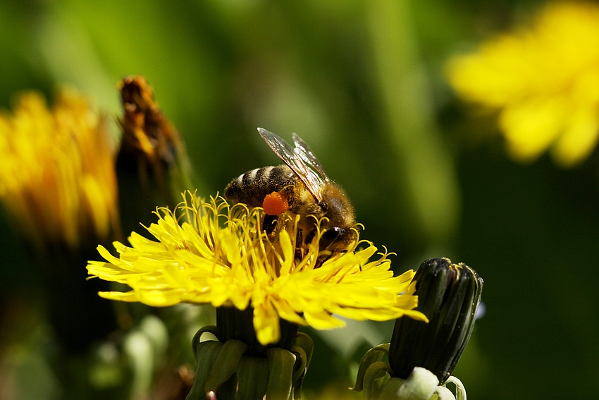 Die Pollensammlerin
