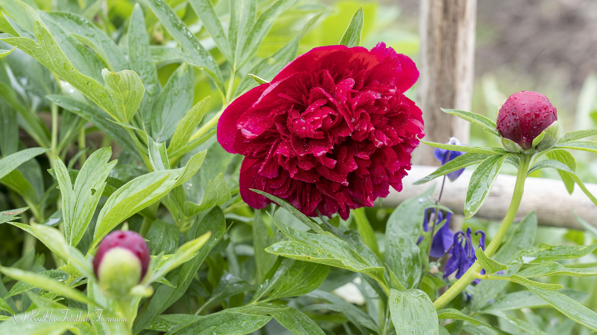 die pompöse Blüte der Pfingstrose