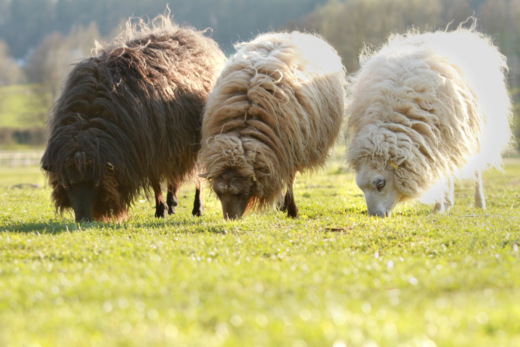 Die Pompons