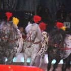 Die Ponies vom Zirkus Ronkelly Gr.Enzersdorf