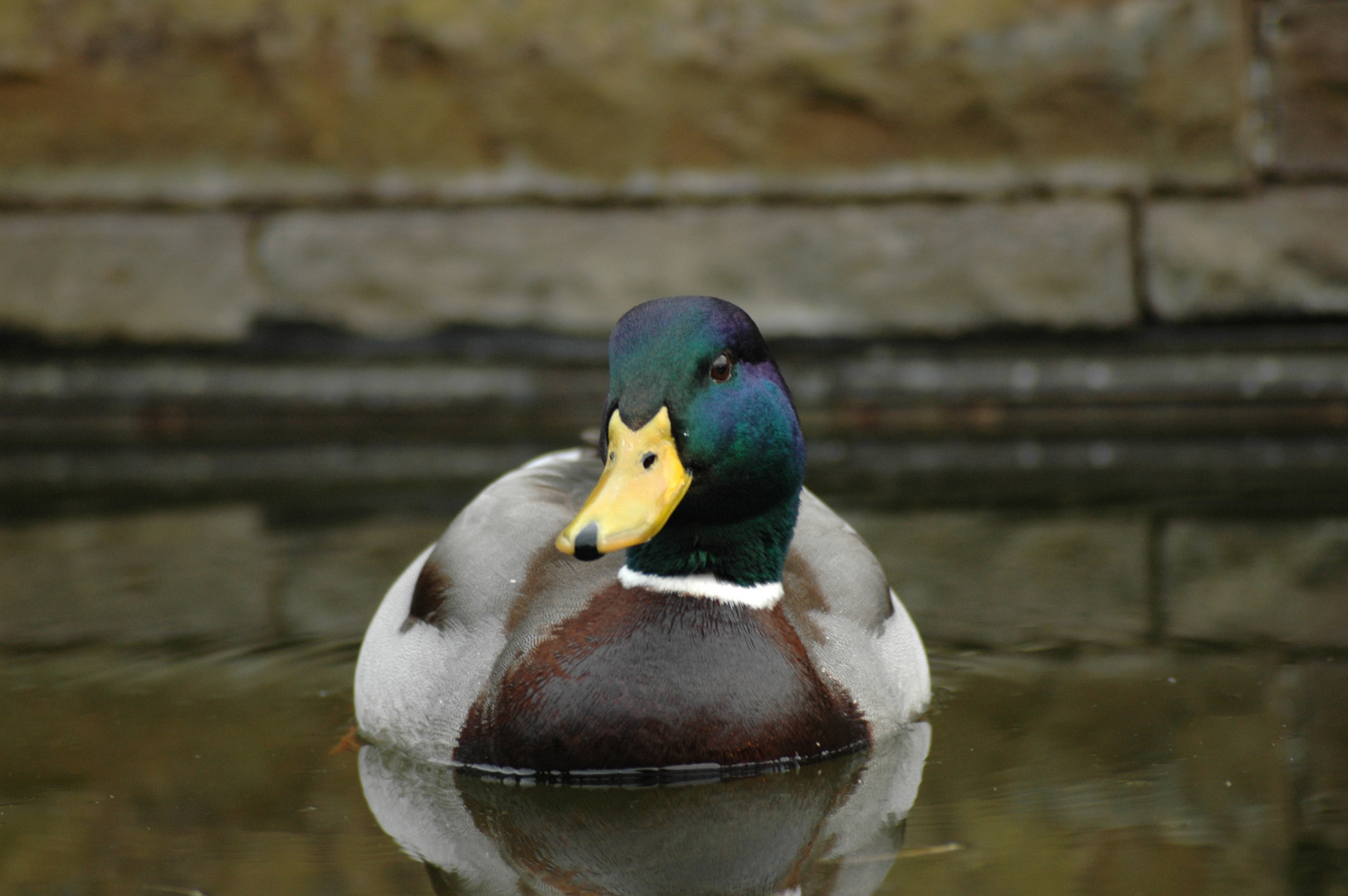 Die Poser-Ente