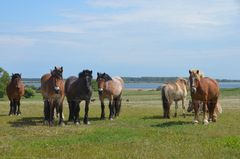 Die Poser und Beobachter von Kloster  Insel Hiddensee  Germany 