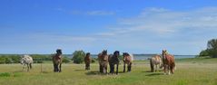 Die Poser und Beobachter von Kloster  Insel Hiddensee  Germany 