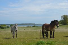 Die Poser und Beobachter von Kloster  Insel Hiddensee  Germany 