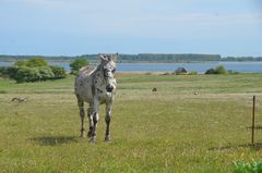 Die Poser und Beobachter von Kloster  Insel Hiddensee  Germany 