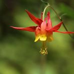 Die Pracht-Akelei, Western Columbine (Aquilegia formosa)...