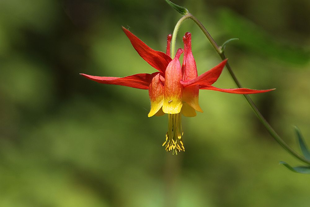 Die Pracht-Akelei, Western Columbine (Aquilegia formosa)...