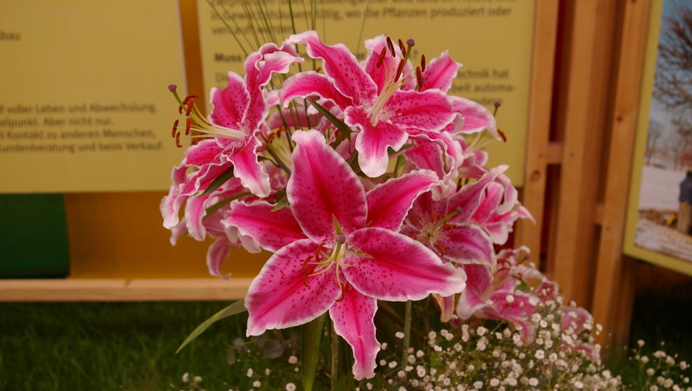 Die Pracht der Blumen auf der BUGA 2007 in Gera und Ronneburg