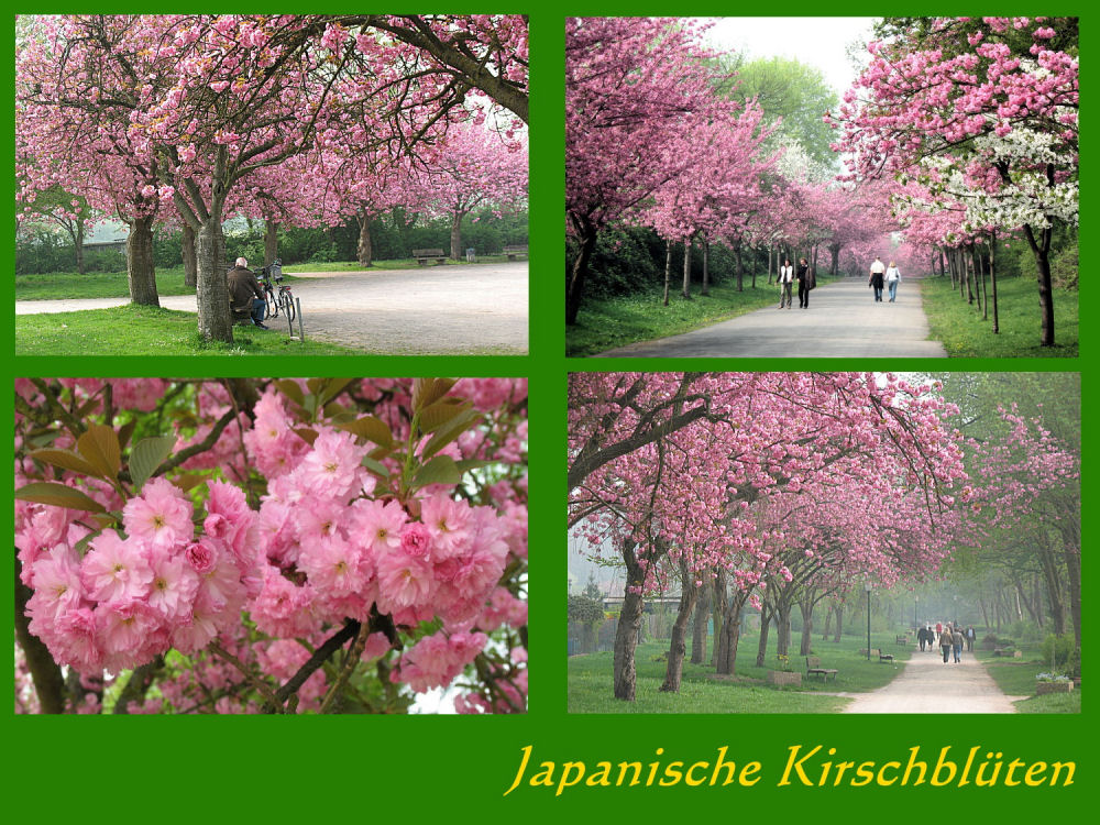 Die Pracht der Japanischen Kirschbaumblüte