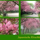 Die Pracht der Japanischen Kirschbaumblüte