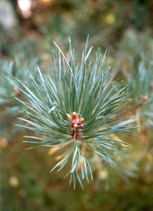 Die Pracht der Natur