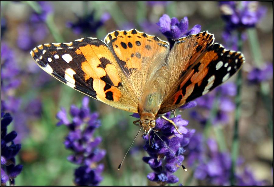 Die Pracht der Natur