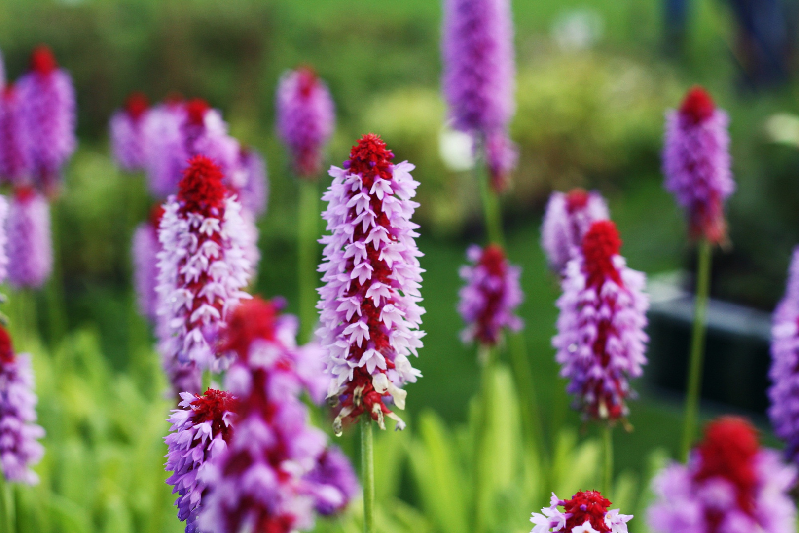 Die prachtvollsten Blumen blühen oft im Verborgenen.