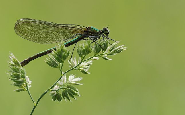 Die Prächtige auf dem Gras