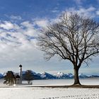 Die prächtige Esche bei St. Coloman!