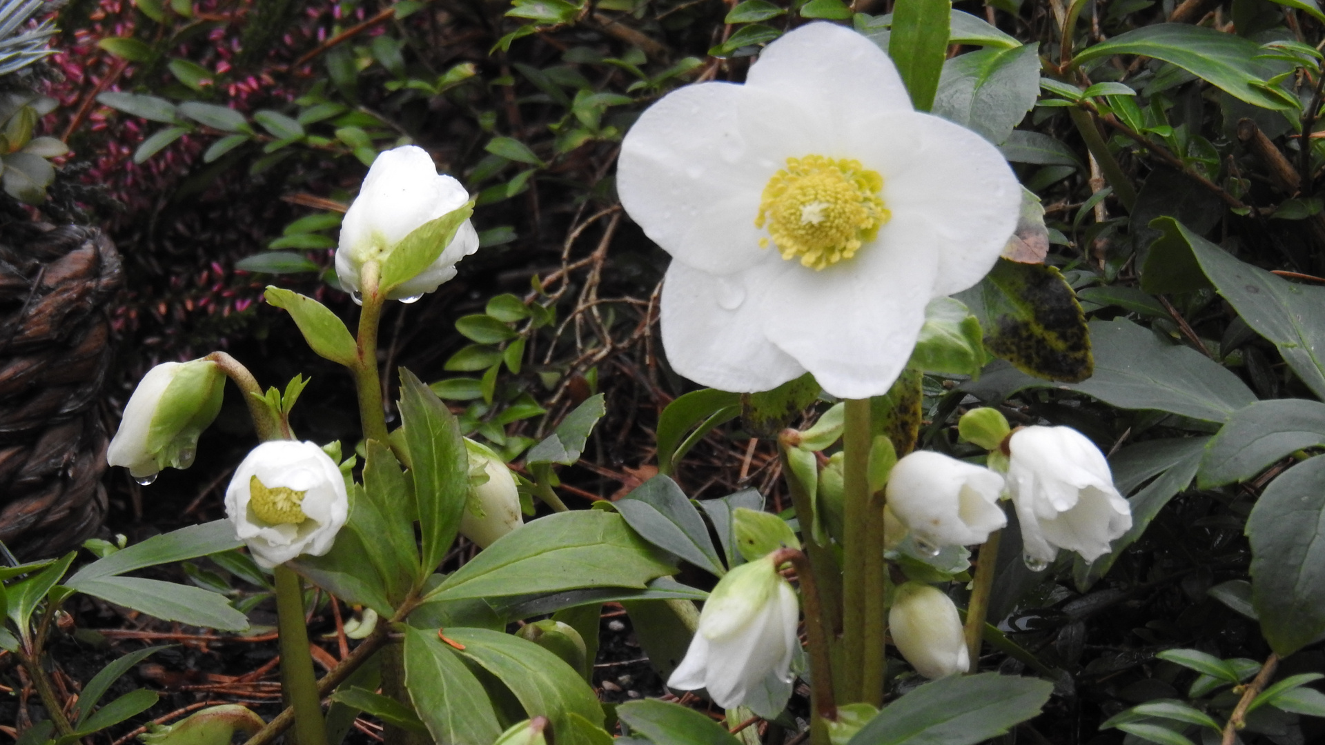 Die prächtigen Christrosen Foto & Bild | pflanzen, pilze & flechten, blüten- & kleinpflanzen ...