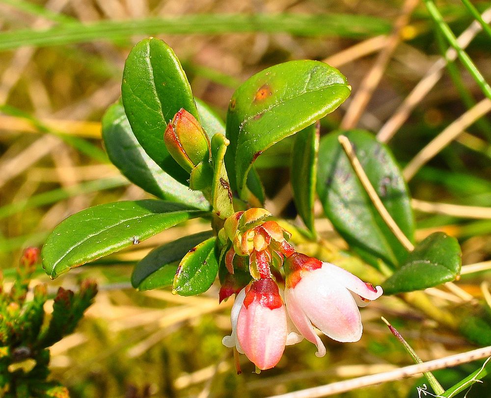 Die Preiselbeere (Vaccinium vitis- idaea)