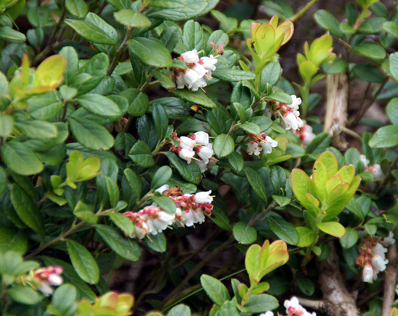 Die Preiselbeeren blühen