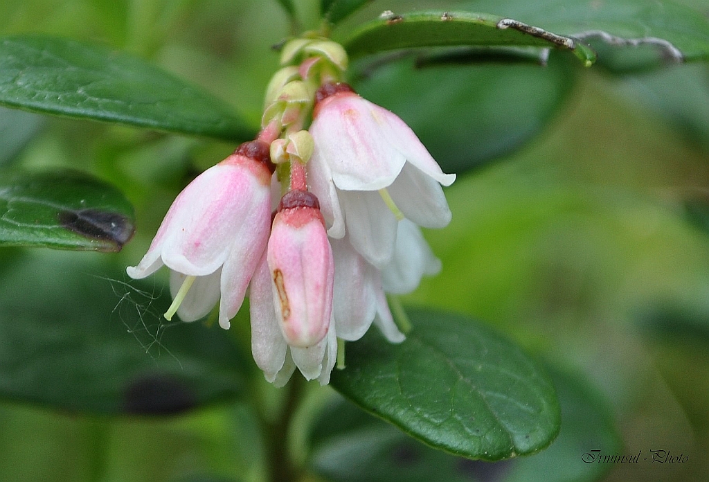 die Preiselbeeren blühen wieder