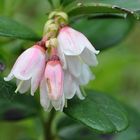 die Preiselbeeren blühen wieder