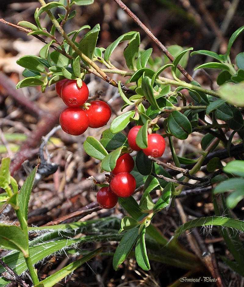 Die Preiselbeeren sind auch schon reif...