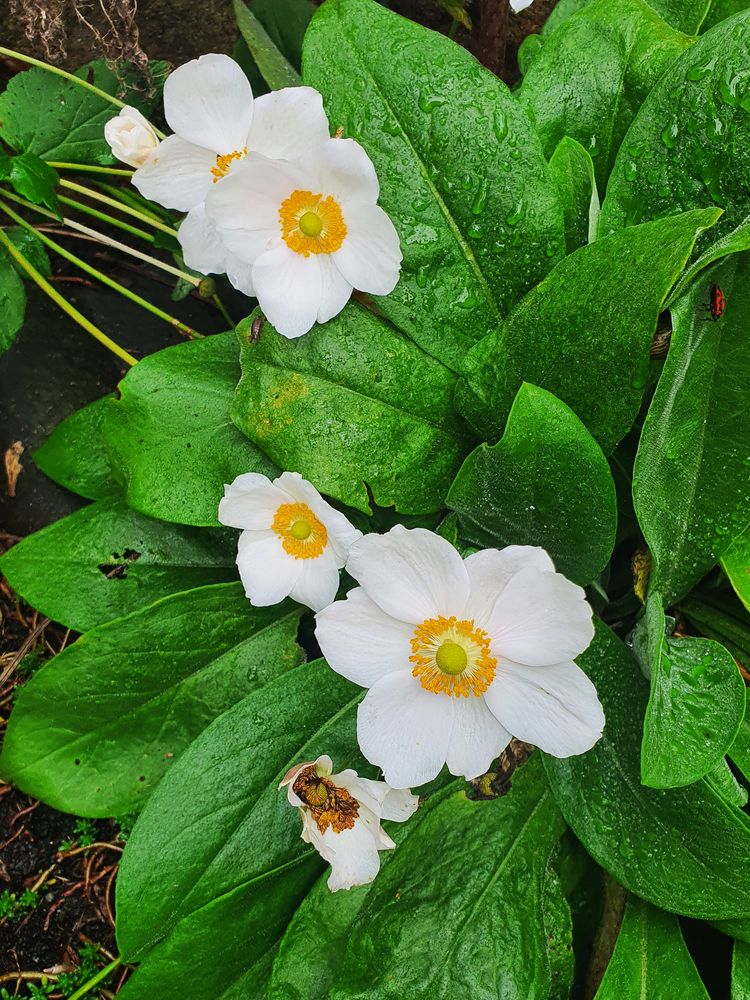 Die Primel Foto & Bild pflanzen, pilze & flechten, blüten