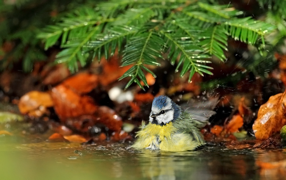 Die Prinzessin im Waldbad