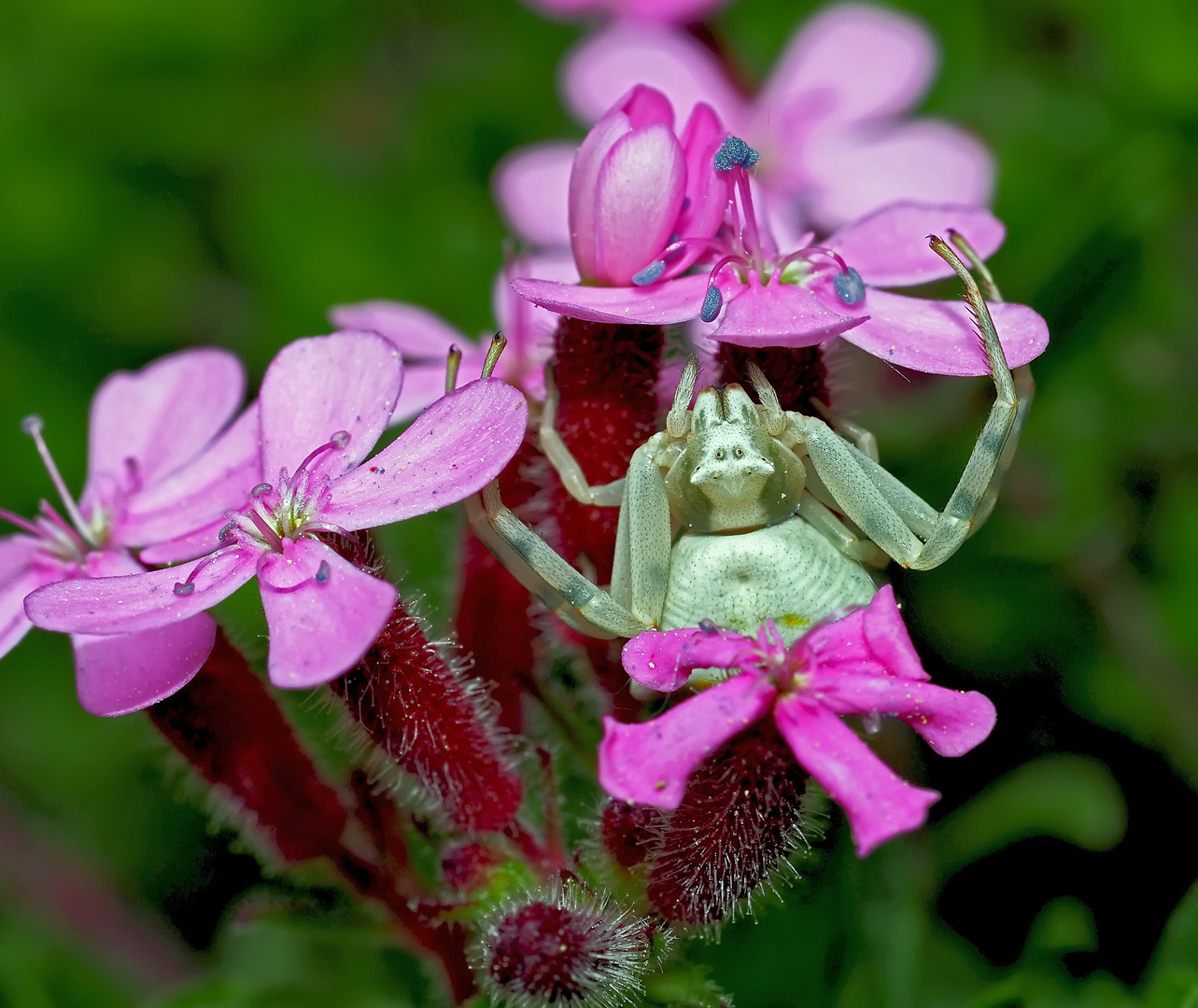 Die Prinzessin in ihrem Palast: Veränderliche Krabbenspinne (Misumena vatia). 