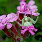 Die Prinzessin in ihrem Palast: Veränderliche Krabbenspinne (Misumena vatia). 