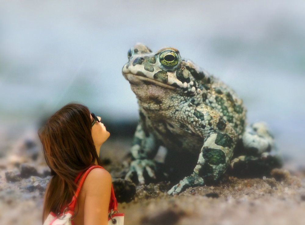 Die Prinzessin und der Froschkönig