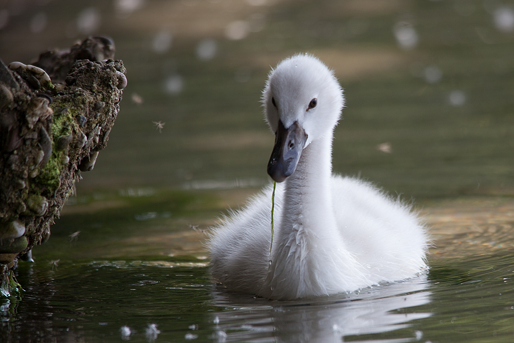 Die Prinzessin vom Elbsee ...