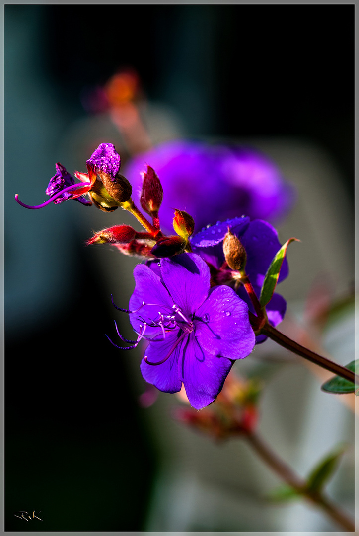 Die Prinzessinnenblume