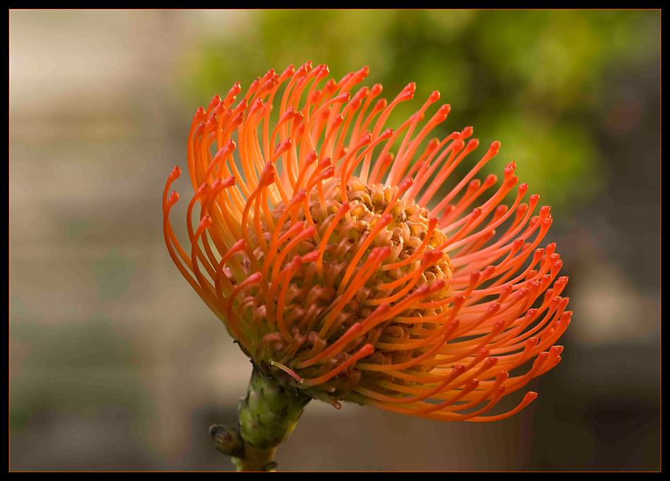 Die Protea..