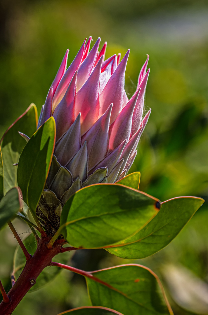 Die Protea auf offenem Feld in Südafrika