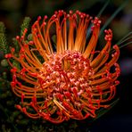 Die Protea leuchtet